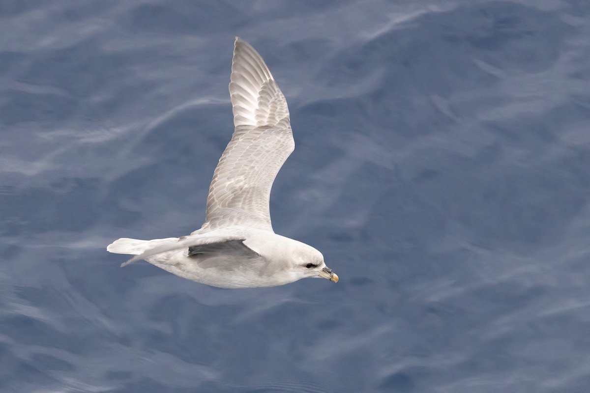 暴風鸌 - ML646253719