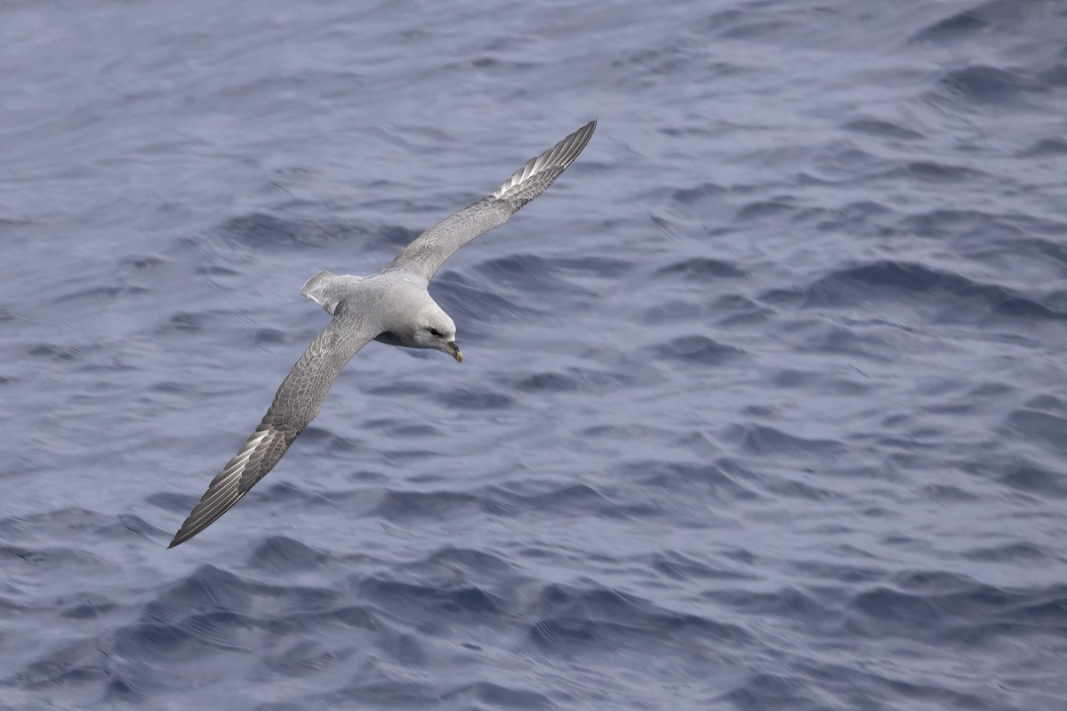 暴風鸌 - ML646253720