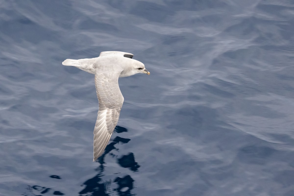 暴風鸌 - ML646253721