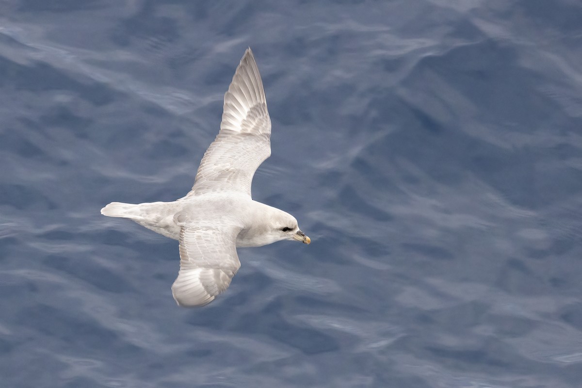 暴風鸌 - ML646253722