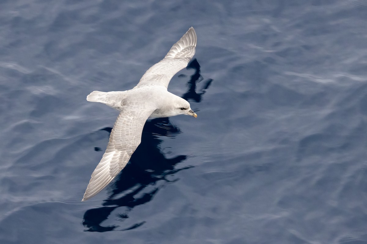 暴風鸌 - ML646253723