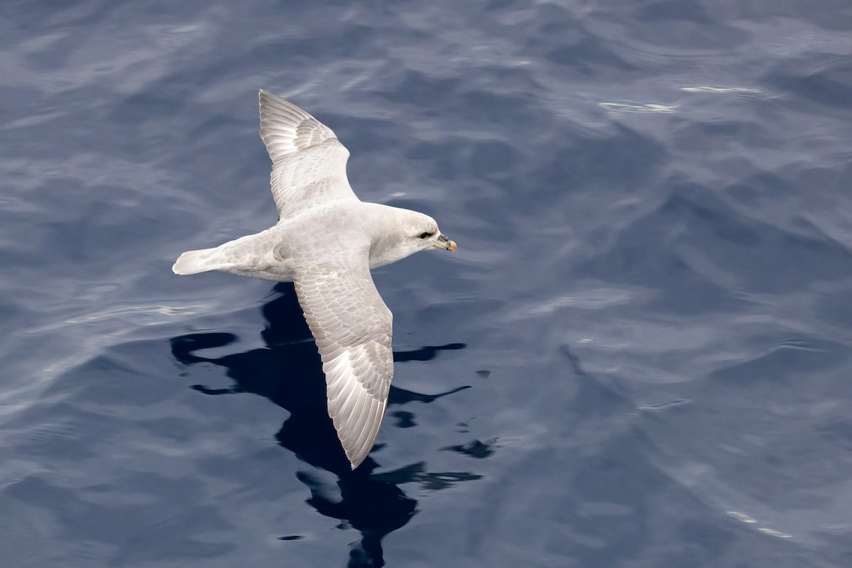 暴風鸌 - ML646253724