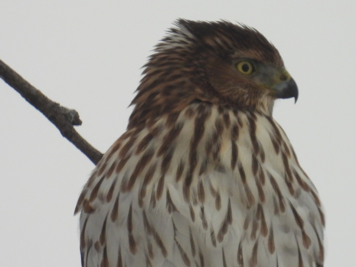 Cooper's Hawk - ML646253726