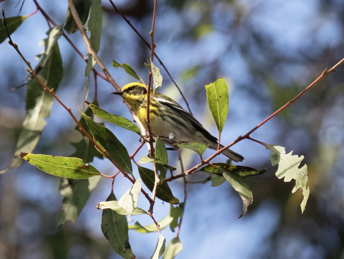 Townsend's Warbler - ML646253728