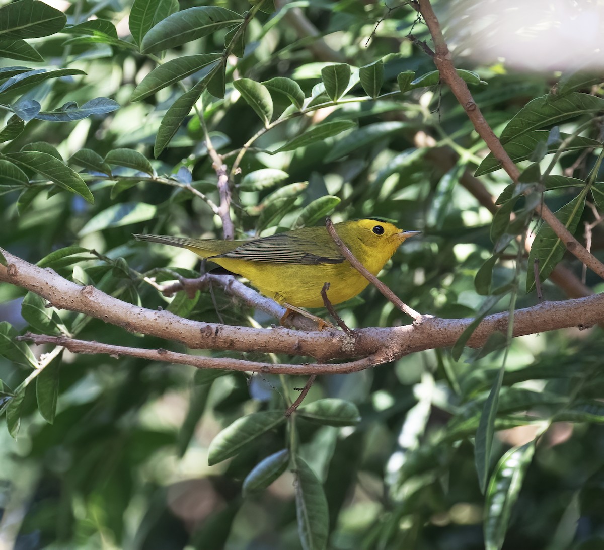 Takkeli Ötleğen - ML646253734