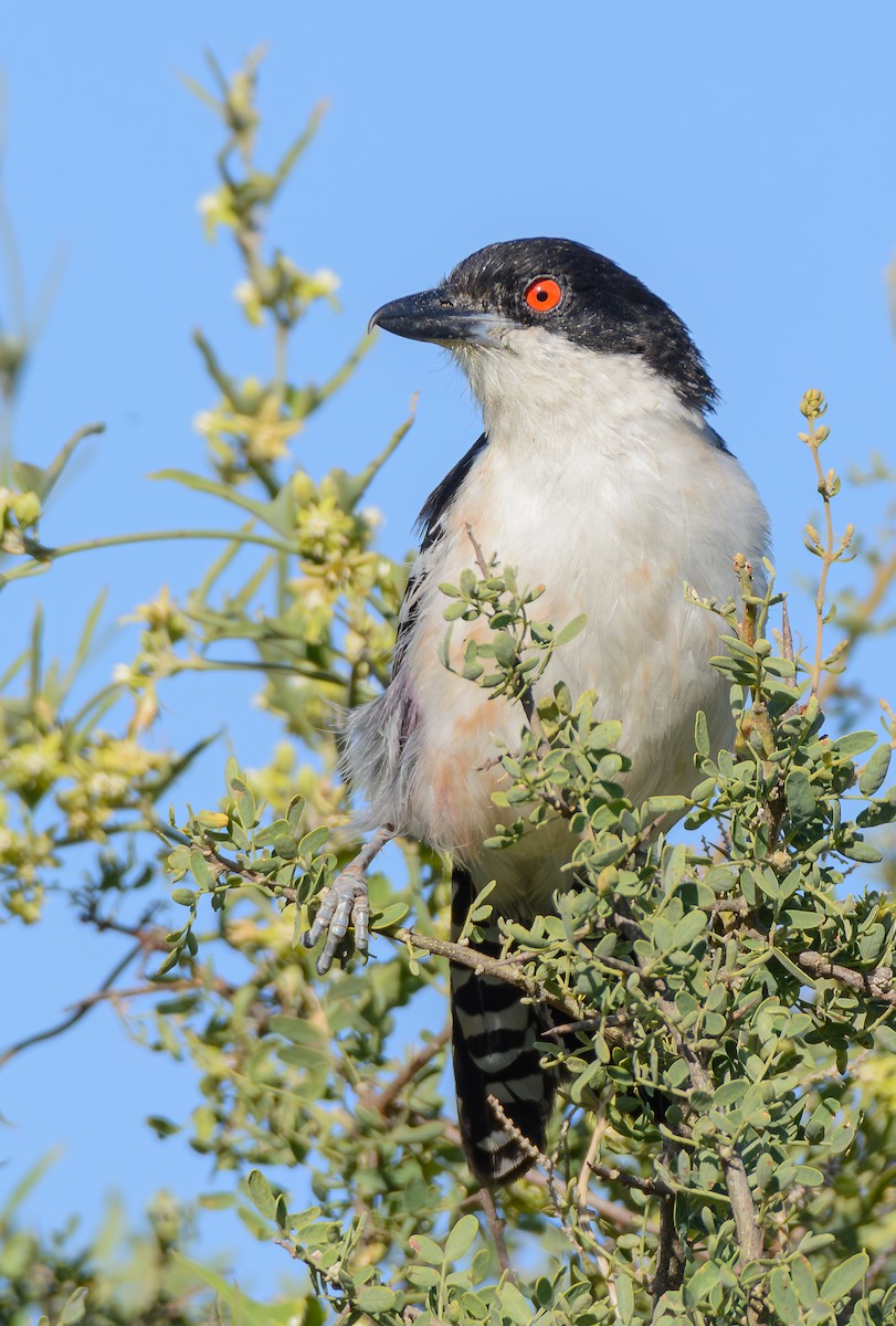 Great Antshrike - ML646253735