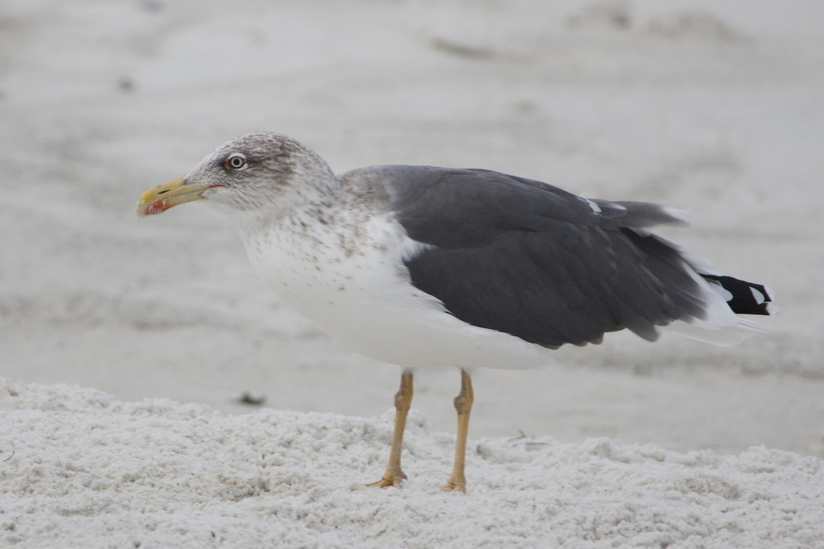 Lesser Black-backed Gull - ML646253737