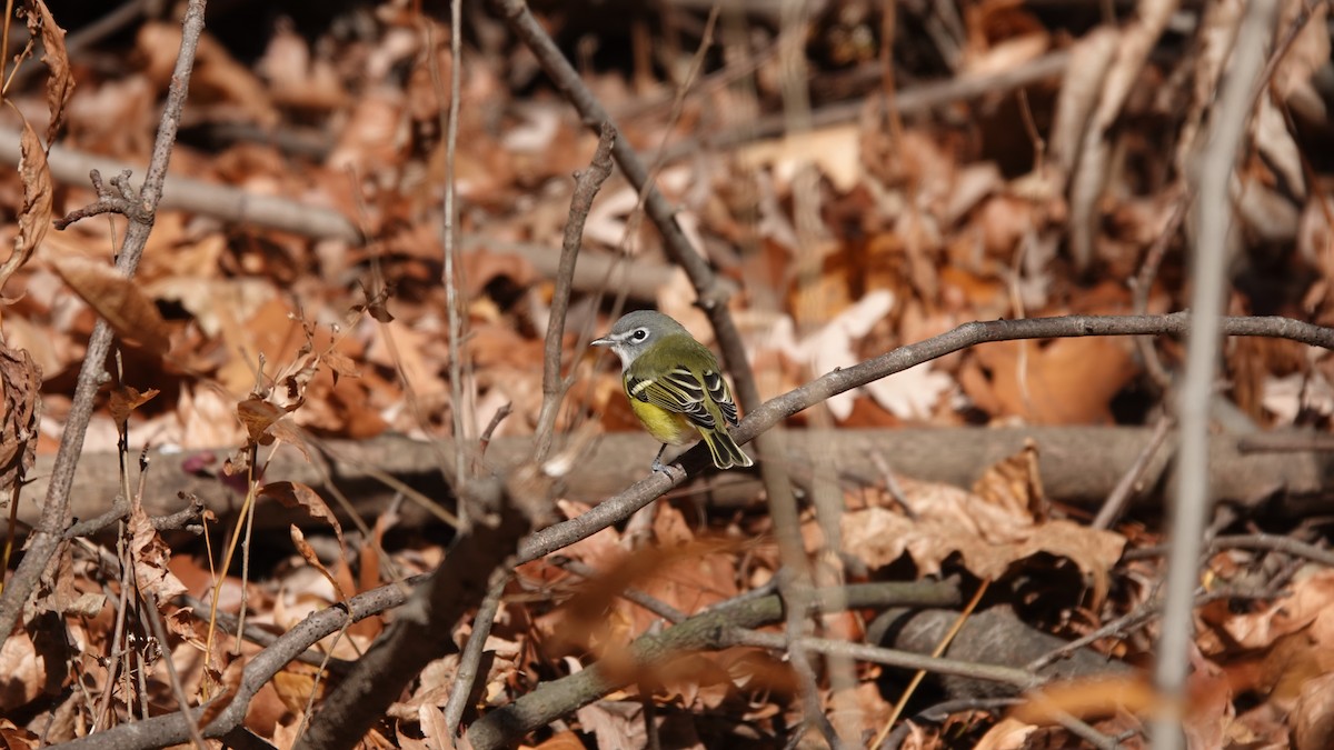 Blue-headed Vireo - ML646253738