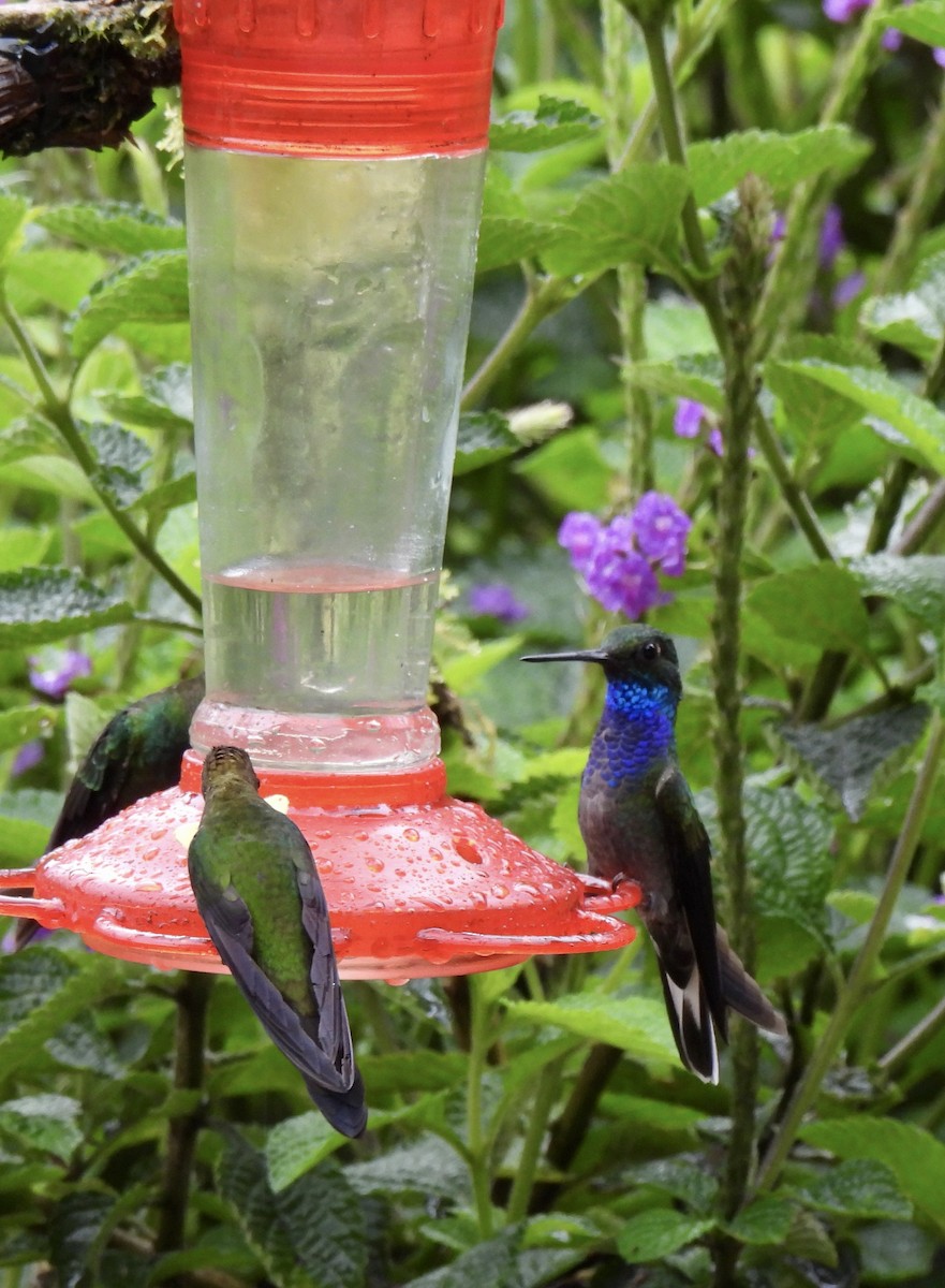 Colibrí de Bouguer Oriental - ML646253739