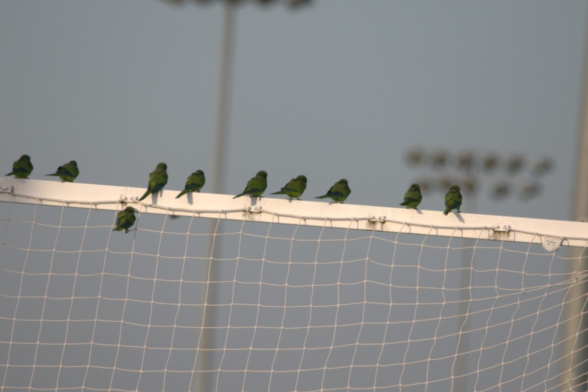 Mönchssittich - ML646253741