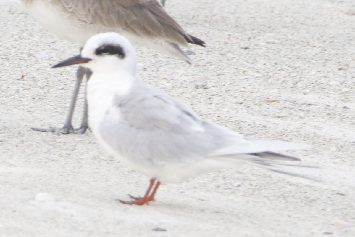 Forster's Tern - ML646253742