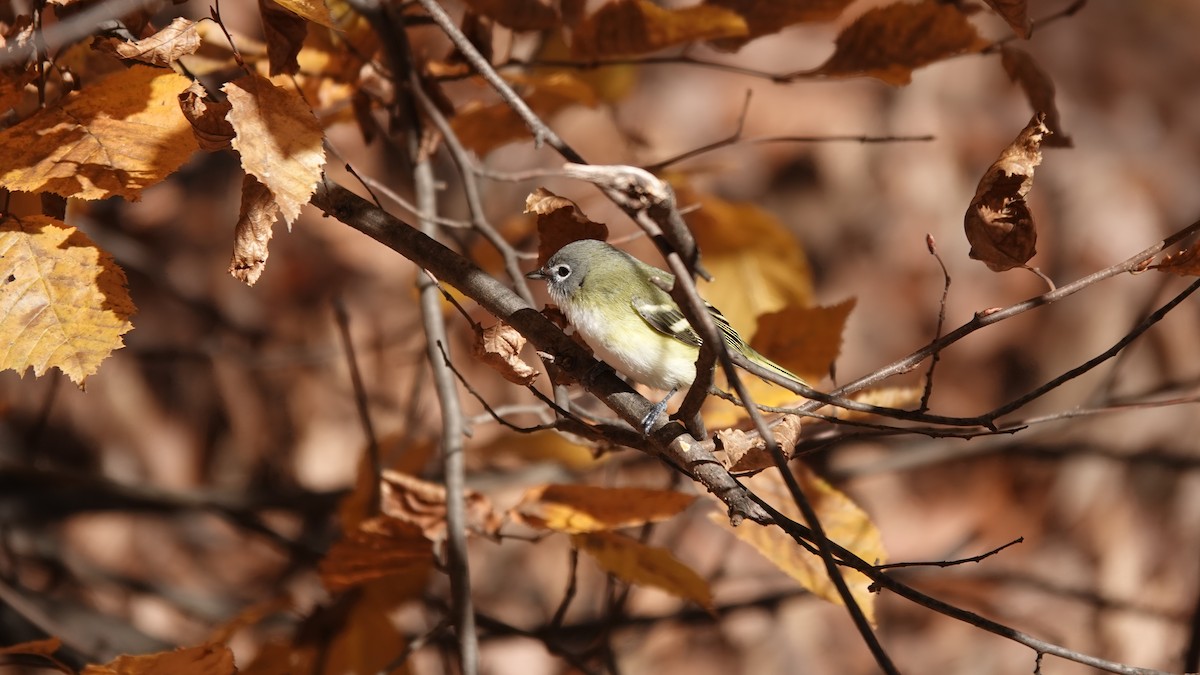 Blue-headed Vireo - ML646253743