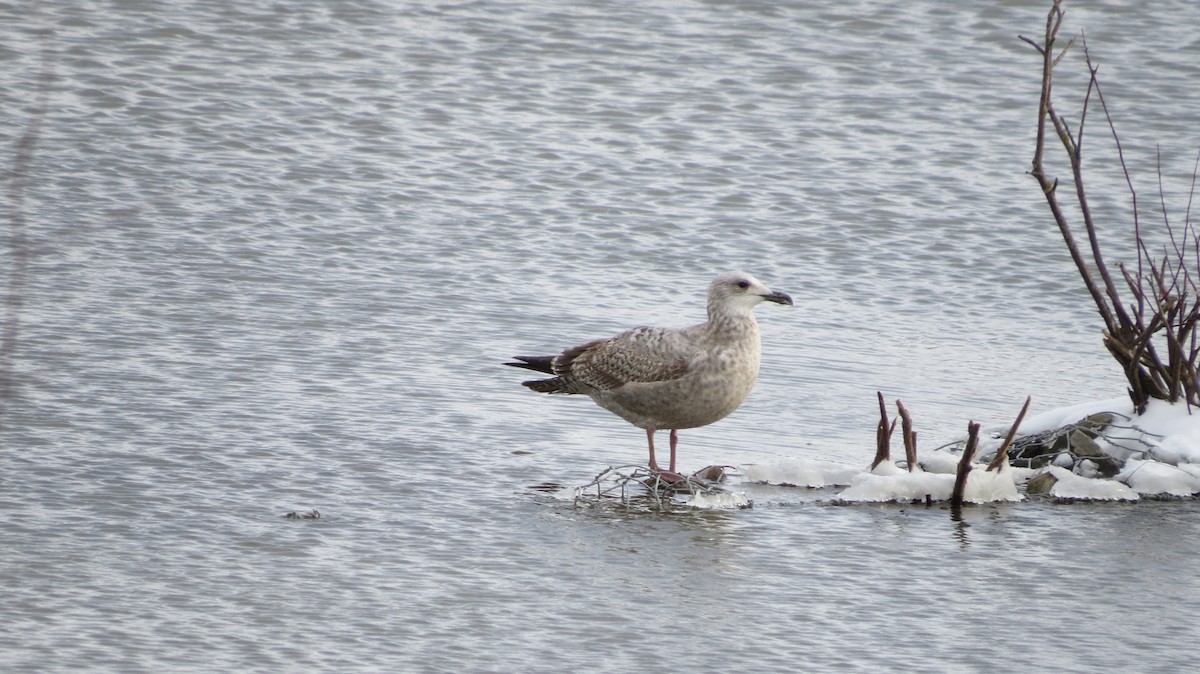 American Herring Gull - ML646253745