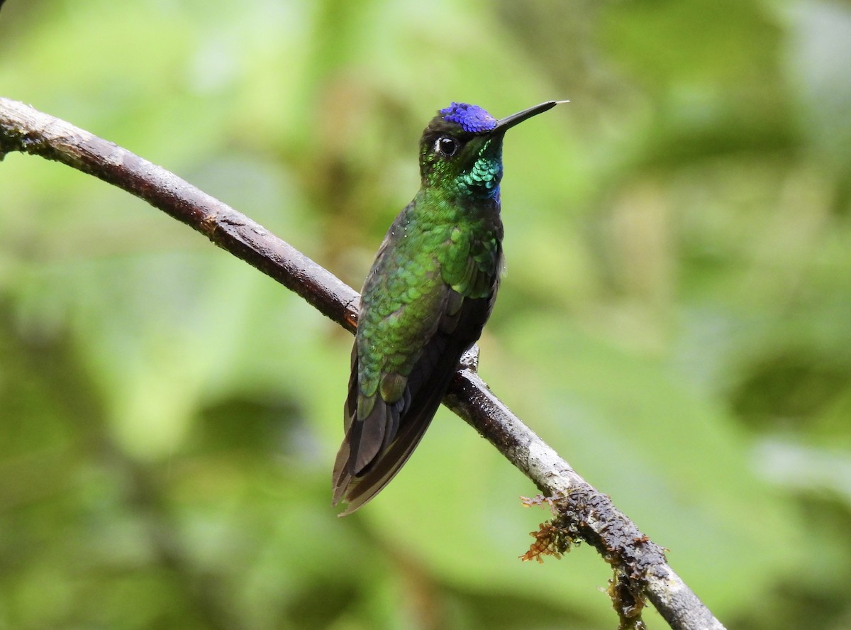 Brillante Frentivioleta - ML646253746