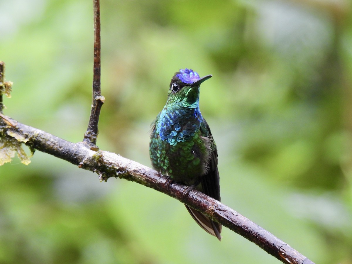 Brillante Frentivioleta - ML646253748