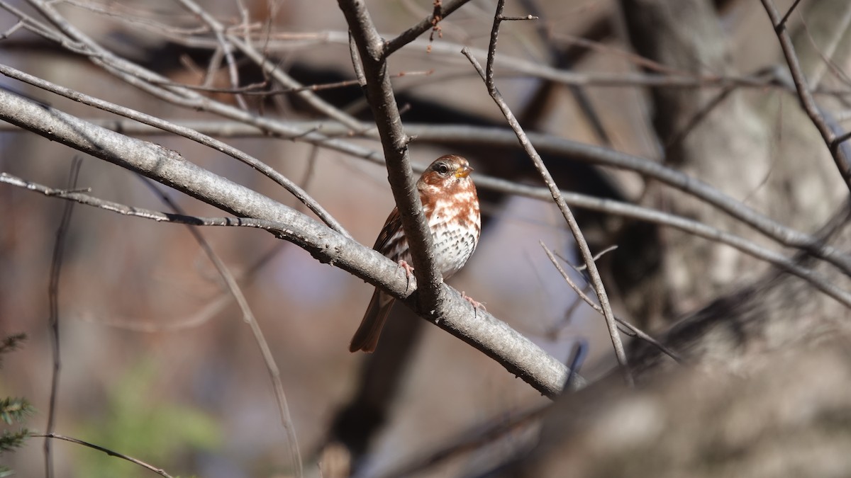 Fox Sparrow - ML646253755