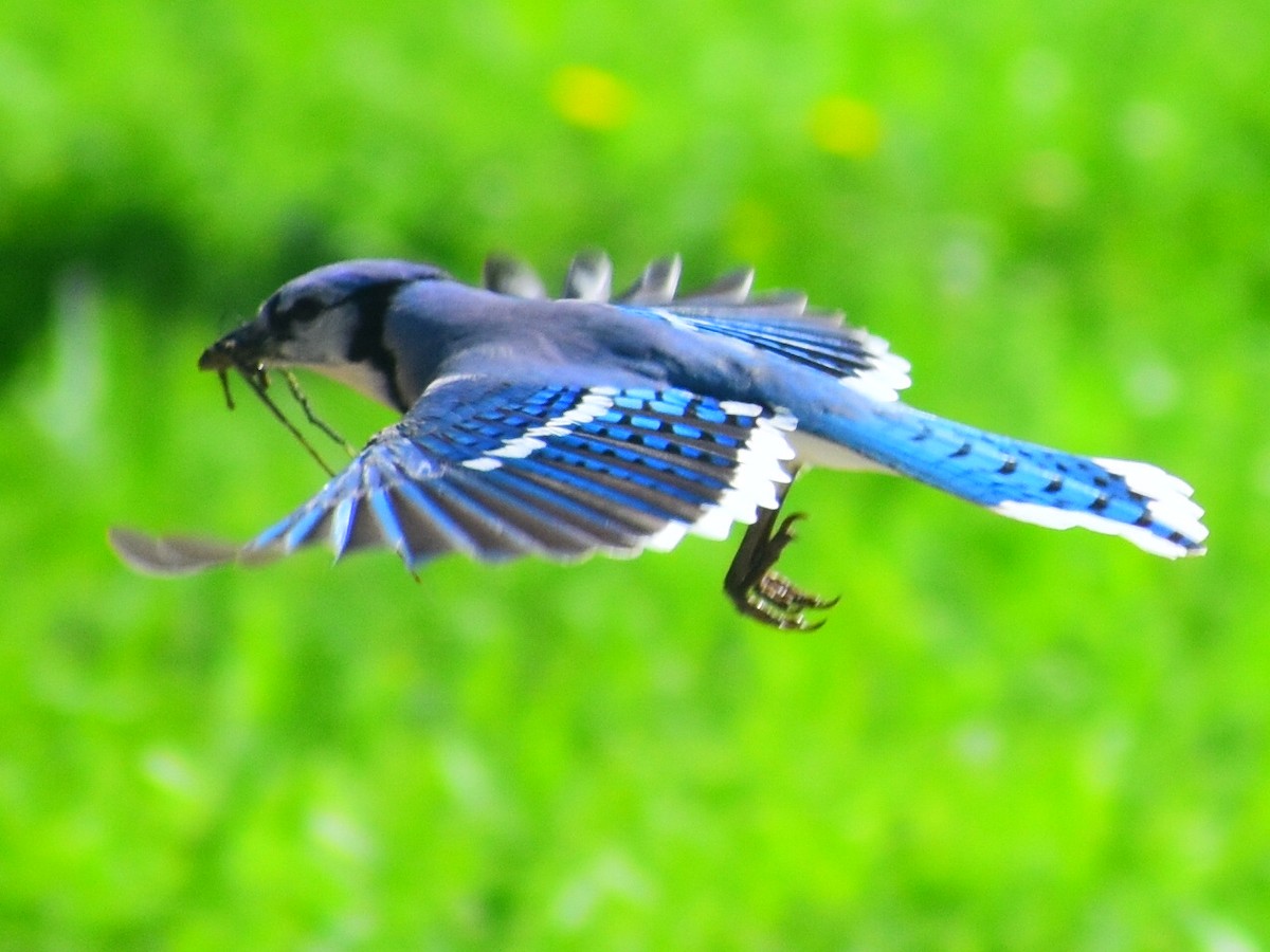 Blue Jay - ML646253757