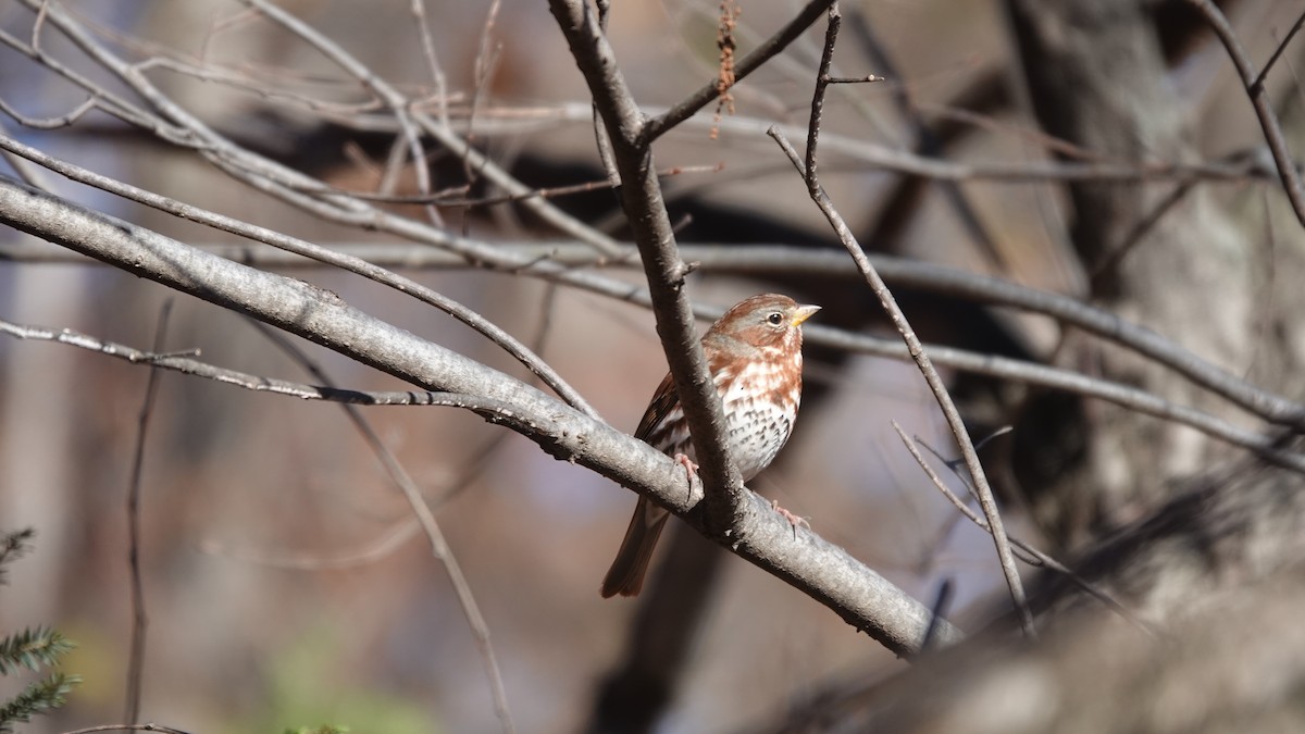 Fox Sparrow - ML646253759
