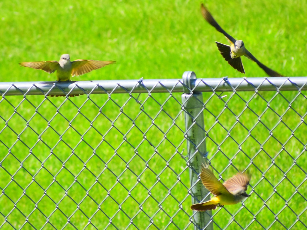 Tirano Occidental - ML646253764