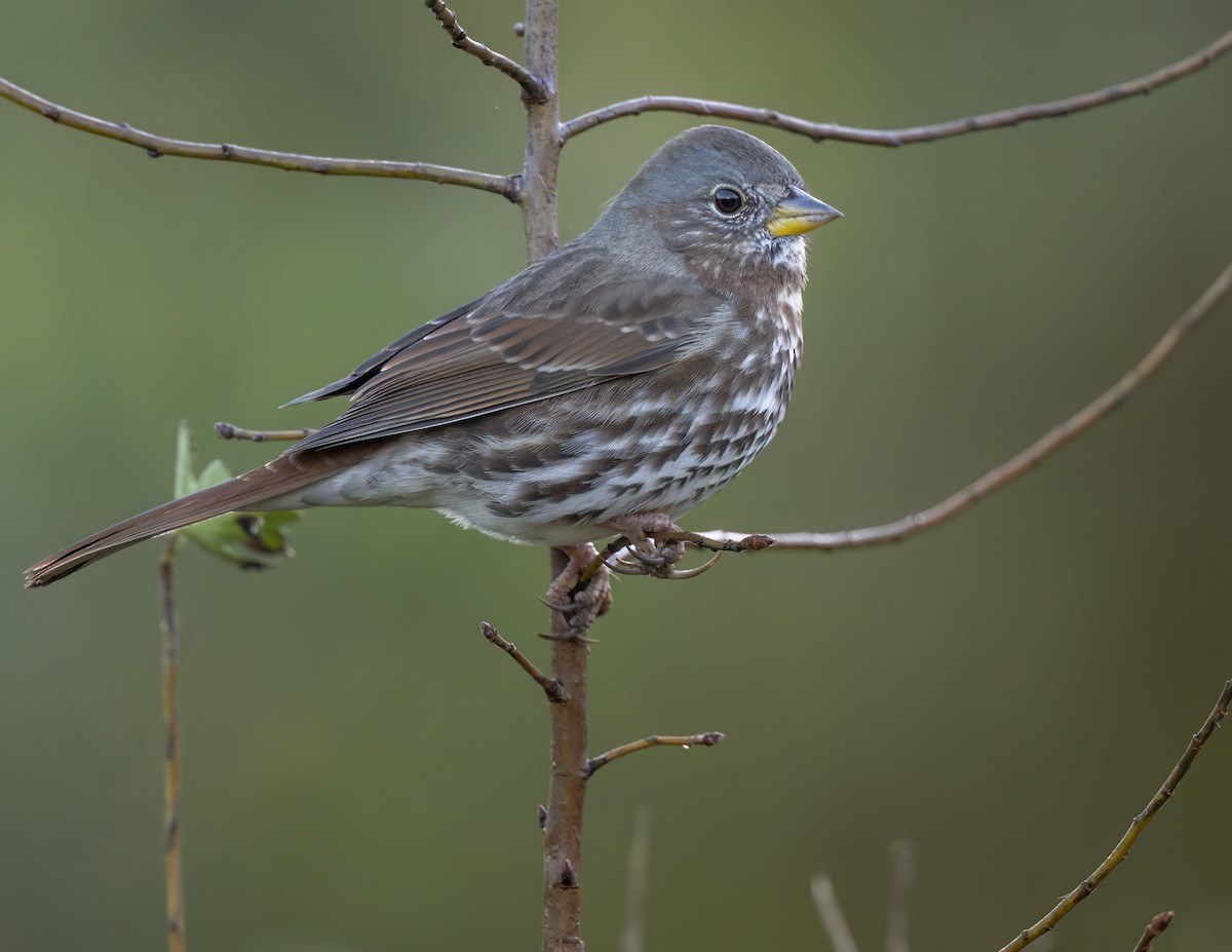 Fox Sparrow - ML646253768