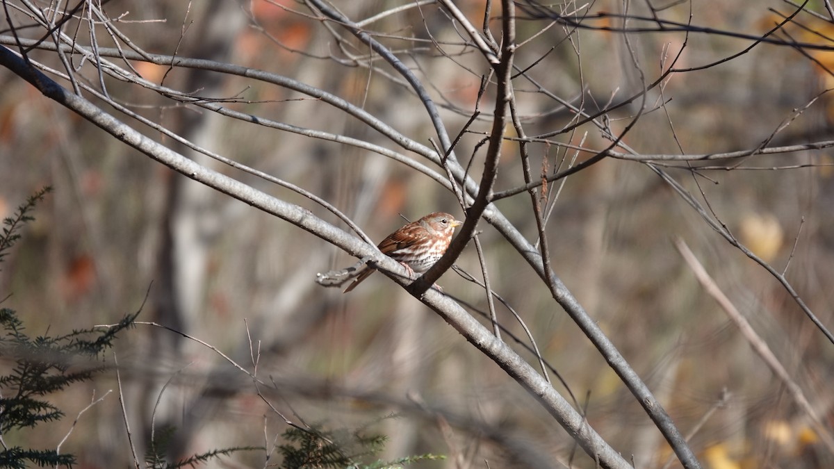 Fox Sparrow - ML646253769