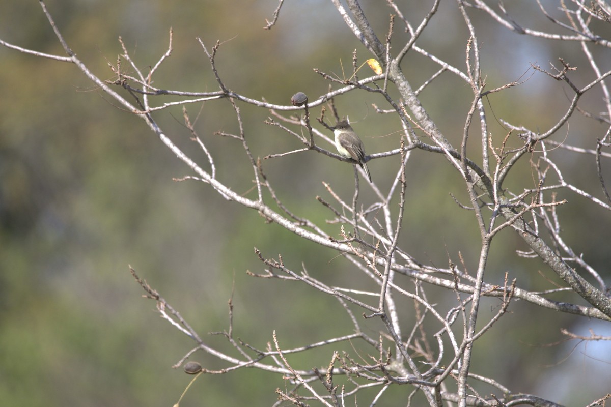Eastern Phoebe - ML646253783
