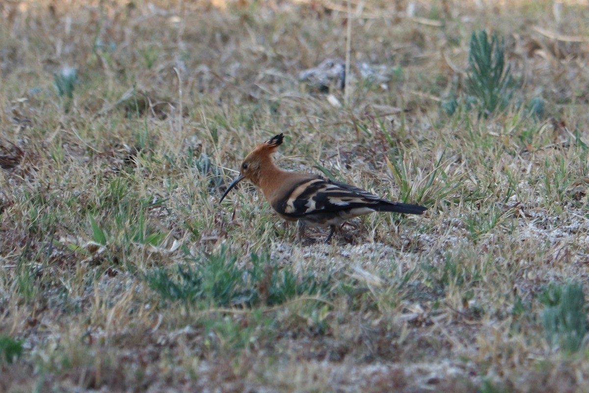 Common Hoopoe - ML646253787