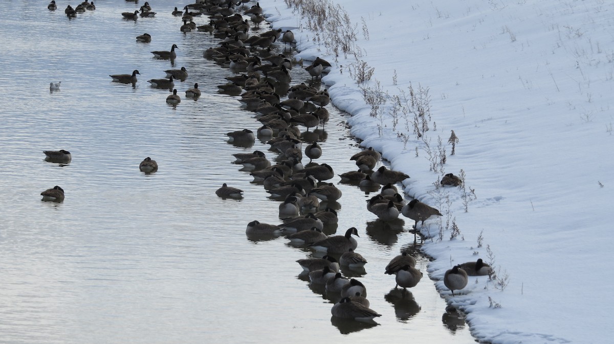 Canada Goose - ML646253790