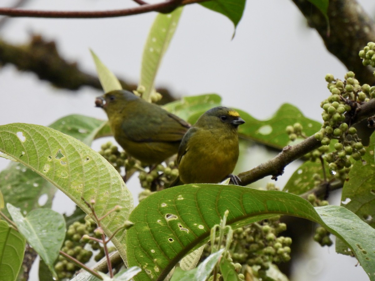 Eufonia Verdosa - ML646253791