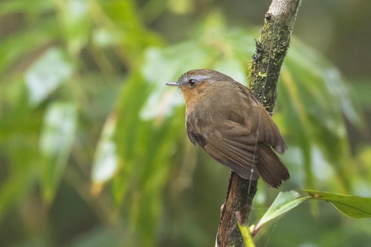 Rufous Gnateater - ML646253793