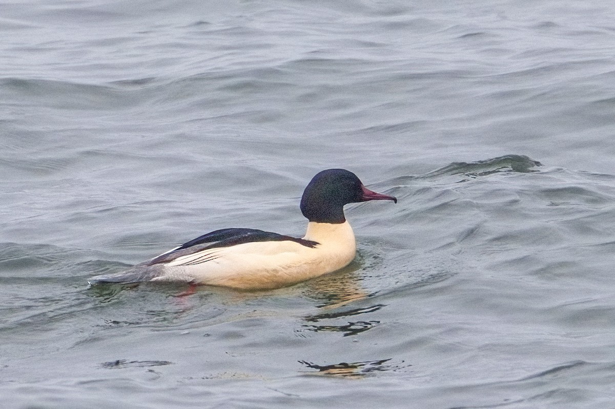 Common Merganser - ML646253802