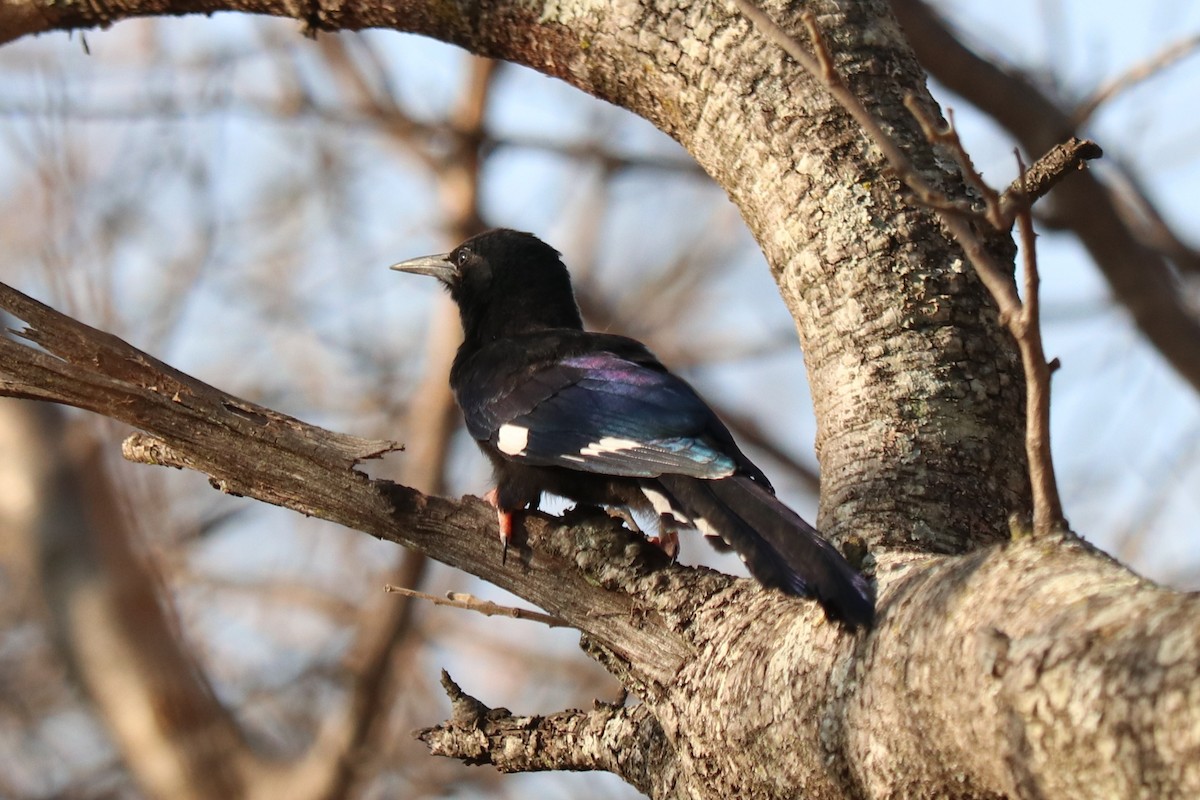Green Woodhoopoe - ML646253803