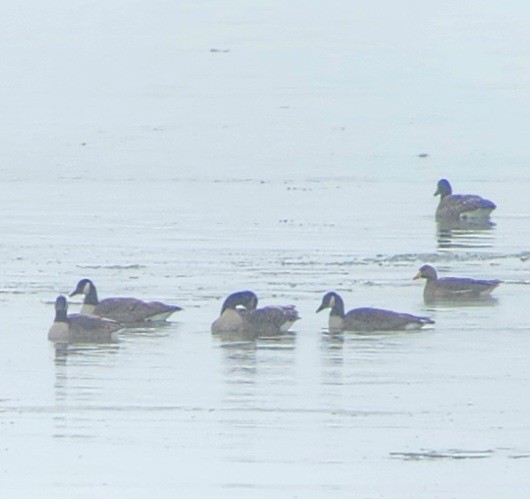 Greater White-fronted Goose - ML646253806