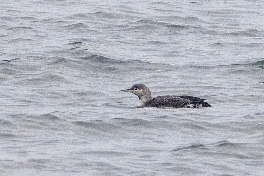 Red-throated Loon - ML646253809