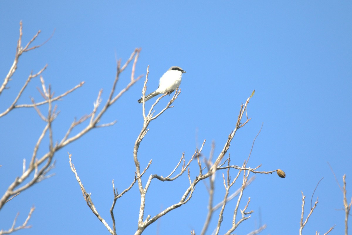 Loggerhead Shrike - ML646253811