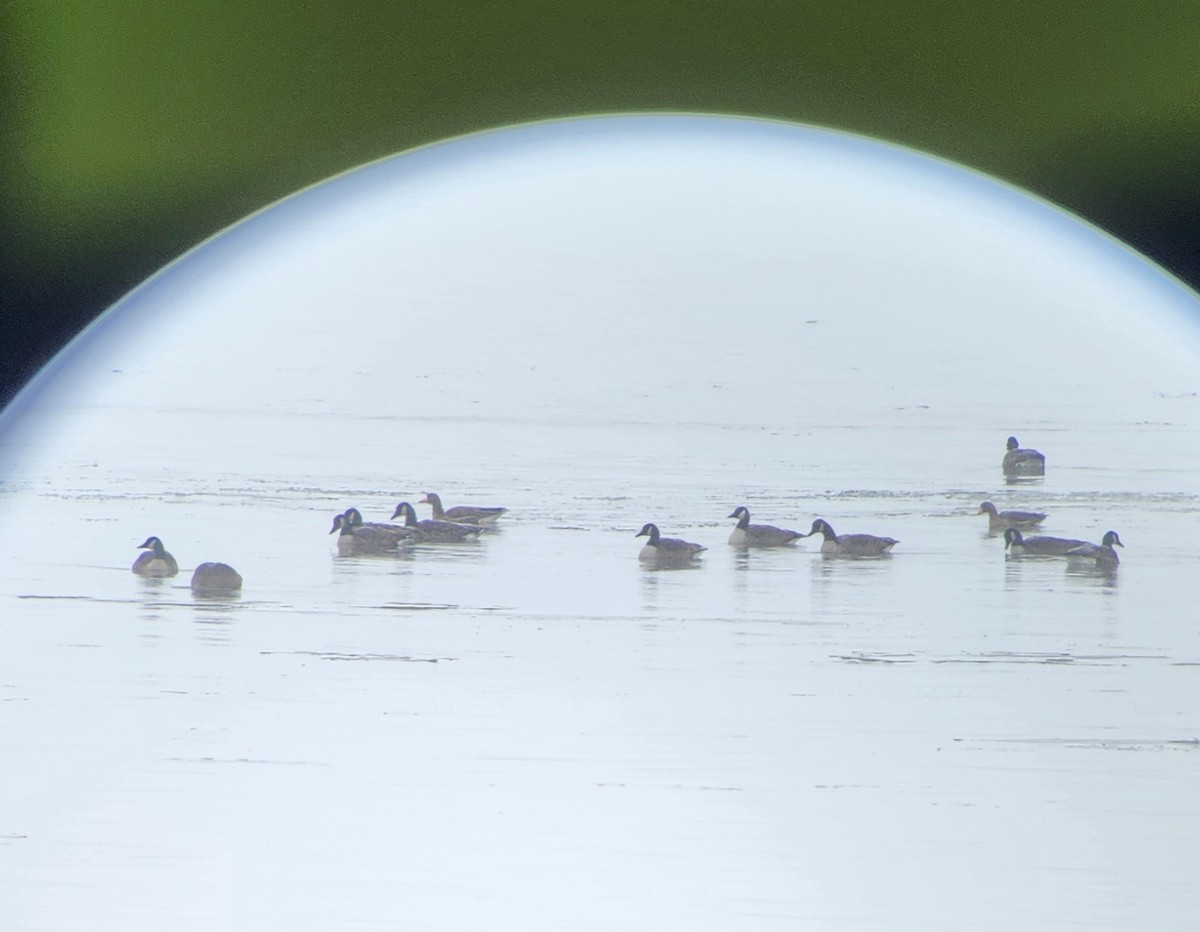 Greater White-fronted Goose - ML646253813