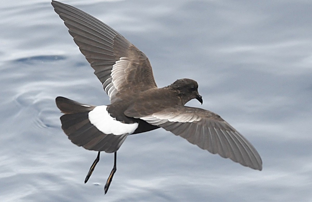 Wilson's Storm-Petrel - ML646253816