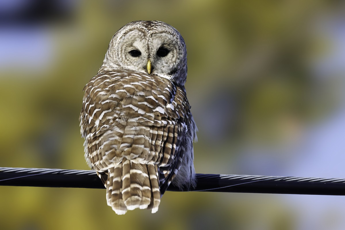 Barred Owl - ML646253817