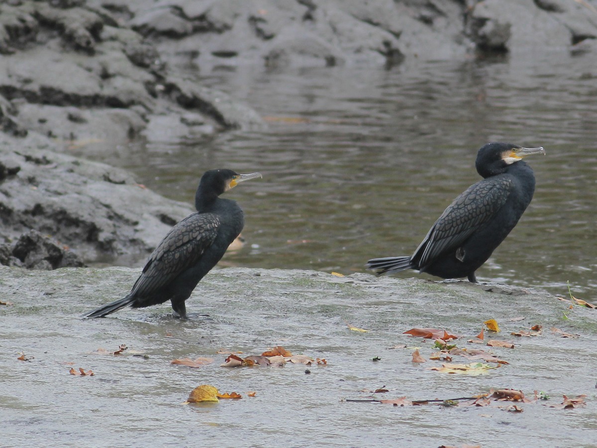 kormorán velký - ML646253819