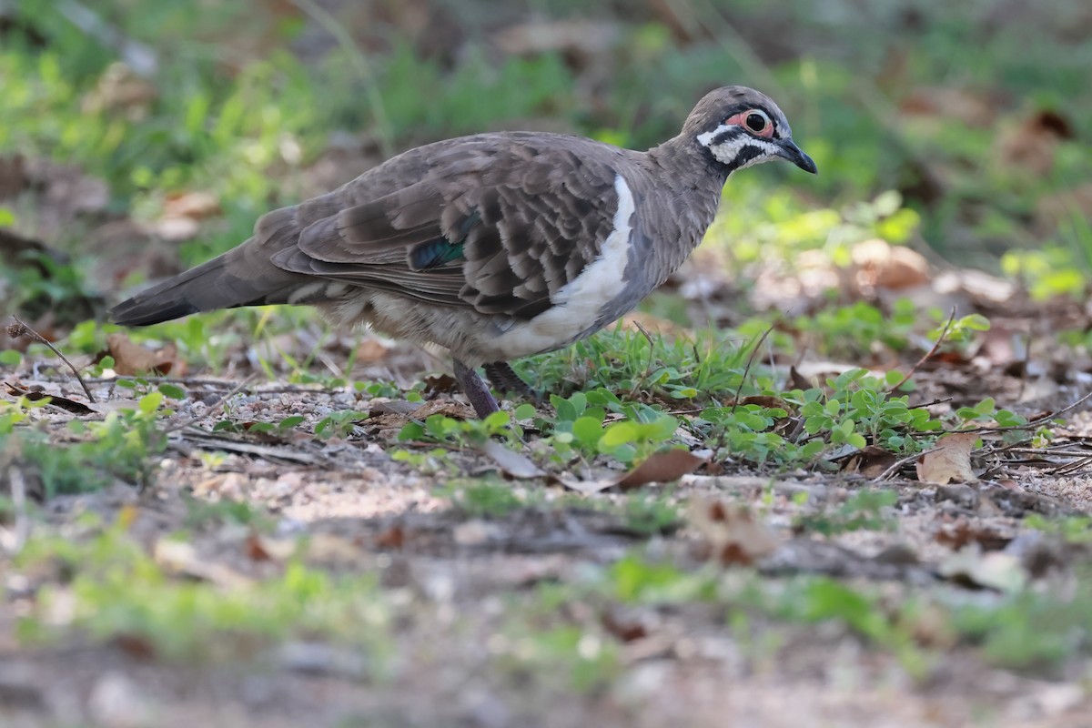 Squatter Pigeon - ML646253823