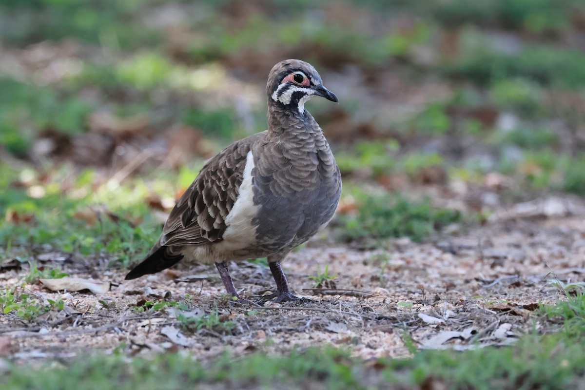 Squatter Pigeon - ML646253824