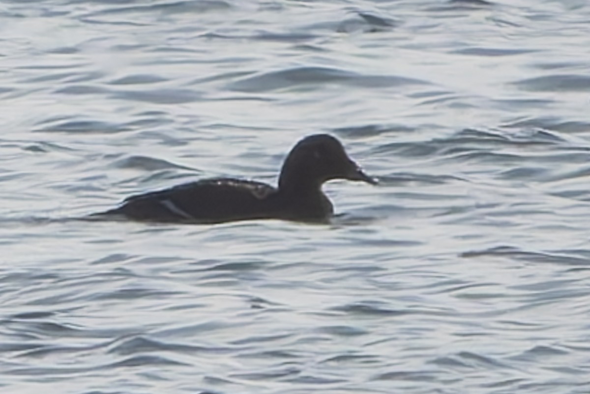 Белокрылый турпан - ML646253828