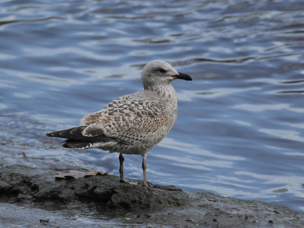 European Herring Gull - ML646253829