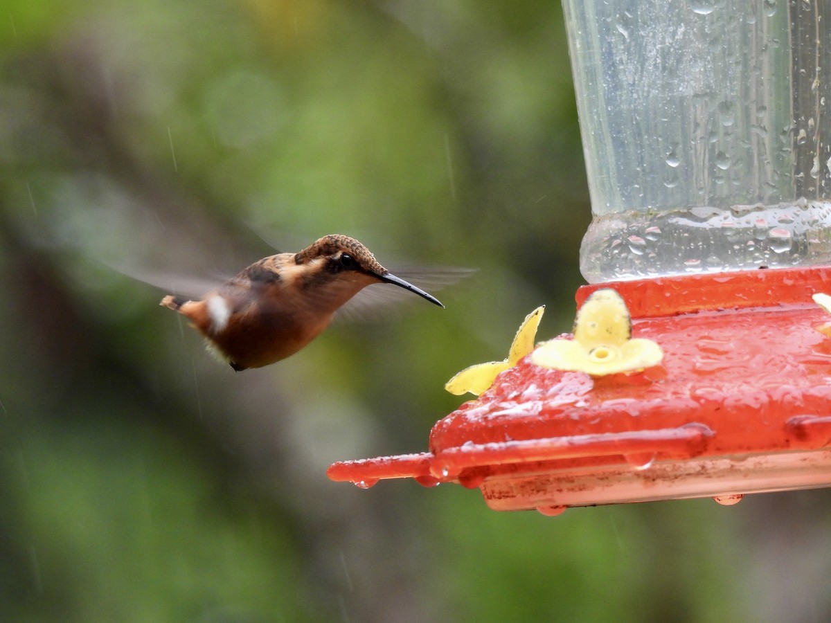 Colibrí de Heliodoro - ML646253831