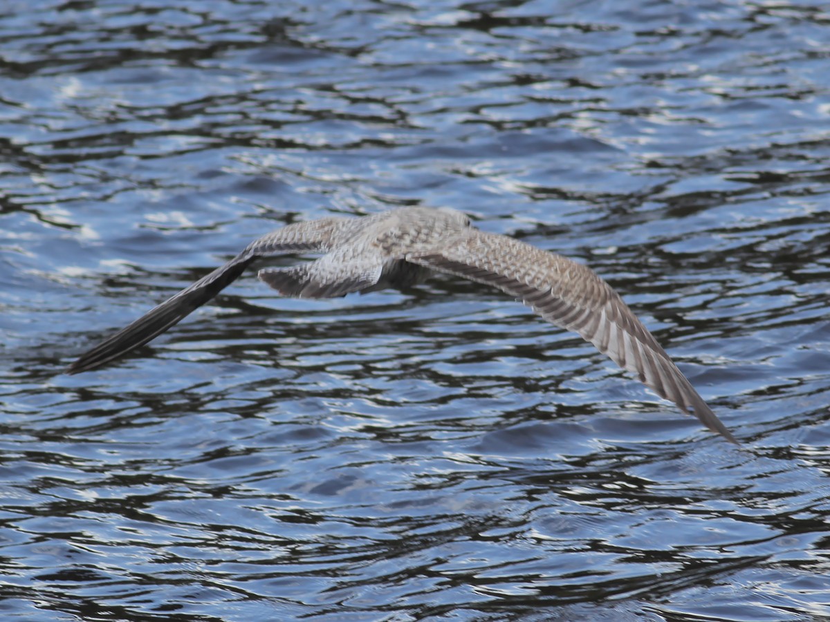European Herring Gull - ML646253832