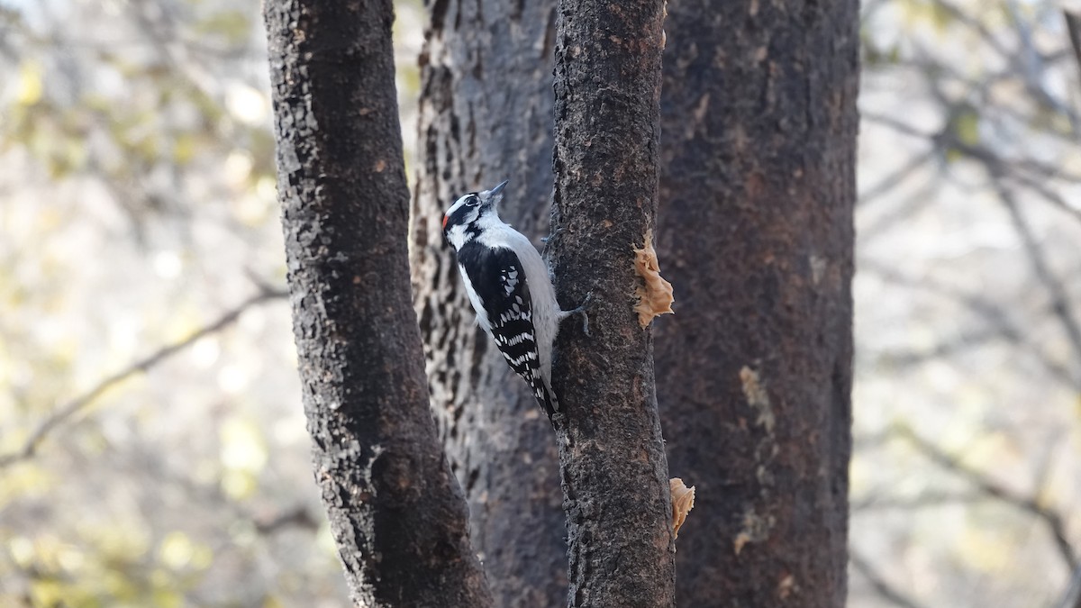 Downy Woodpecker - ML646253837