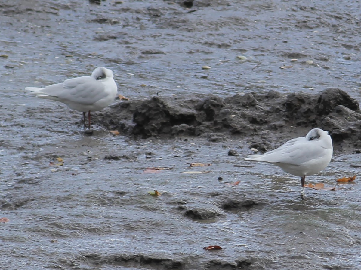 Mediterranean Gull - ML646253838