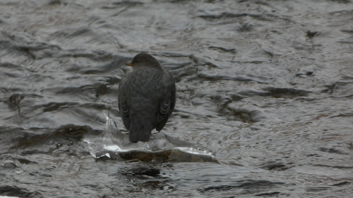 American Dipper - ML646253841