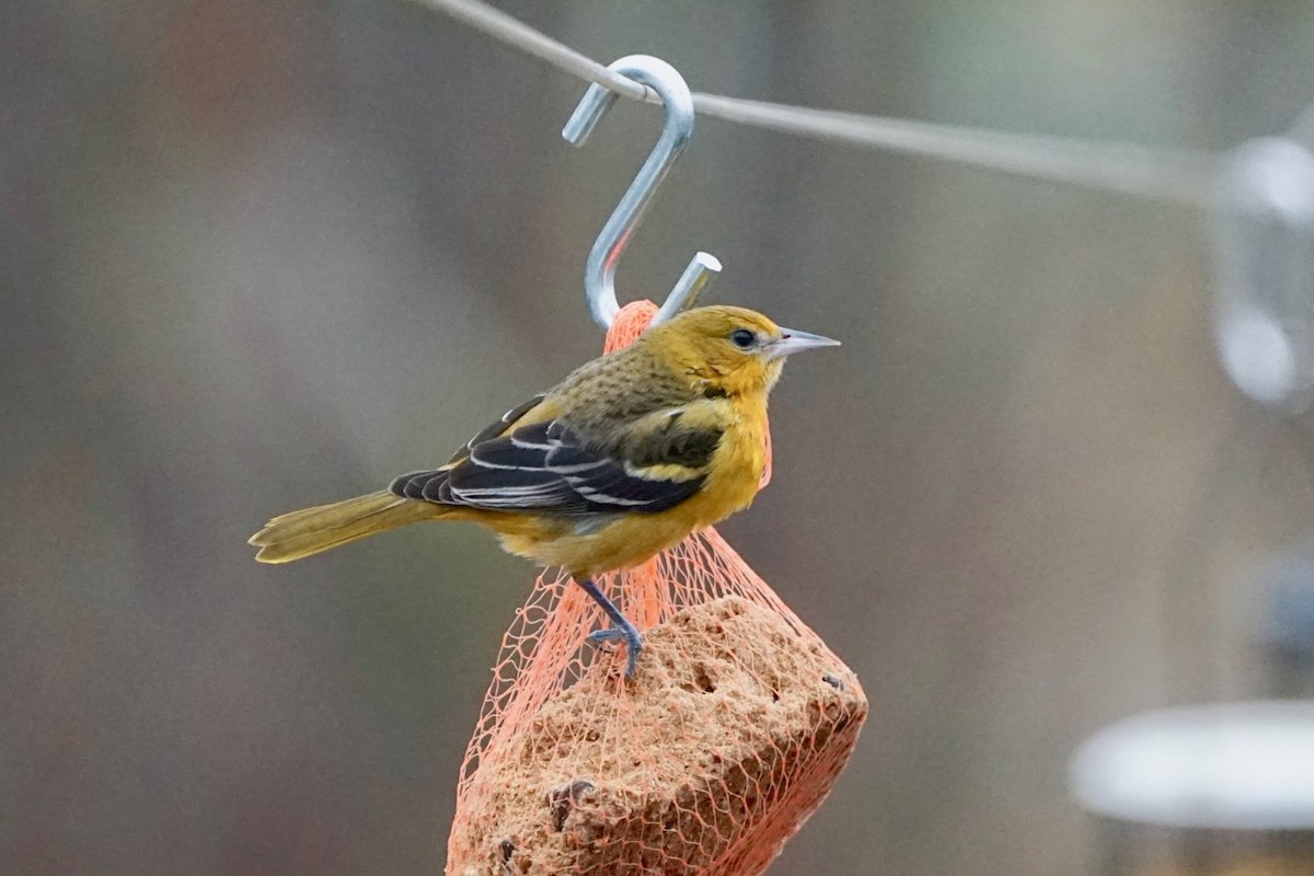 Балтиморский трупиал - ML646253842