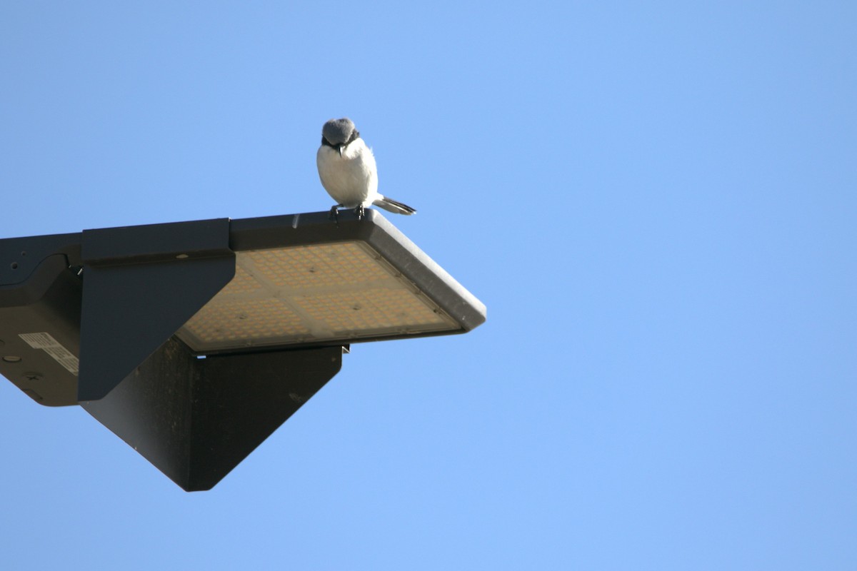 Loggerhead Shrike - ML646253843